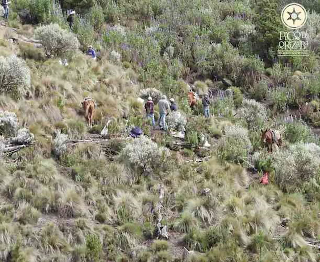 Del 2018 al 2024, se han plantado en el Pico de Orizaba medio millón de plantas