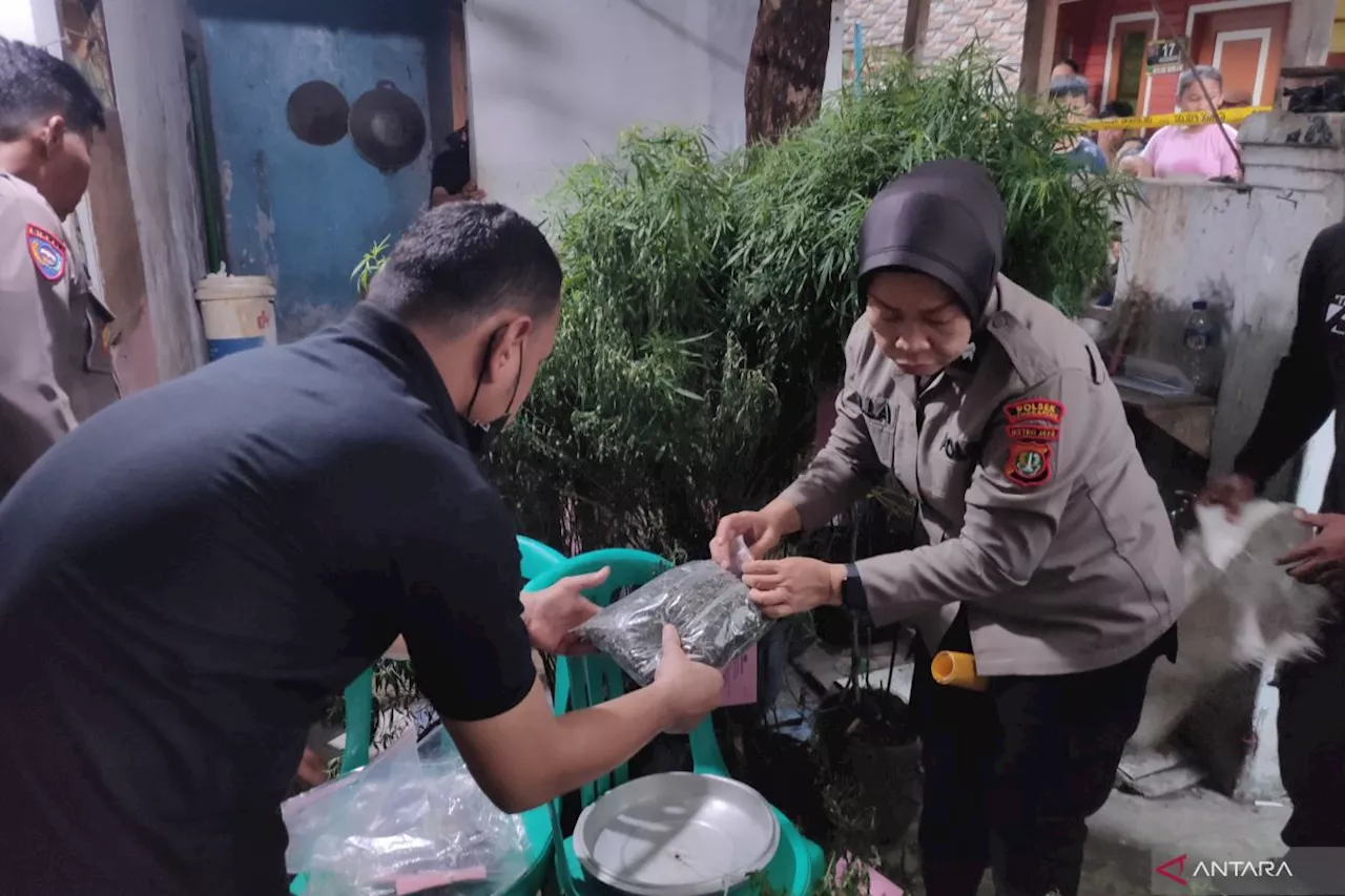 Polisi sita 40 pohon ganja dalam penggerebekan rumah di Cengkareng