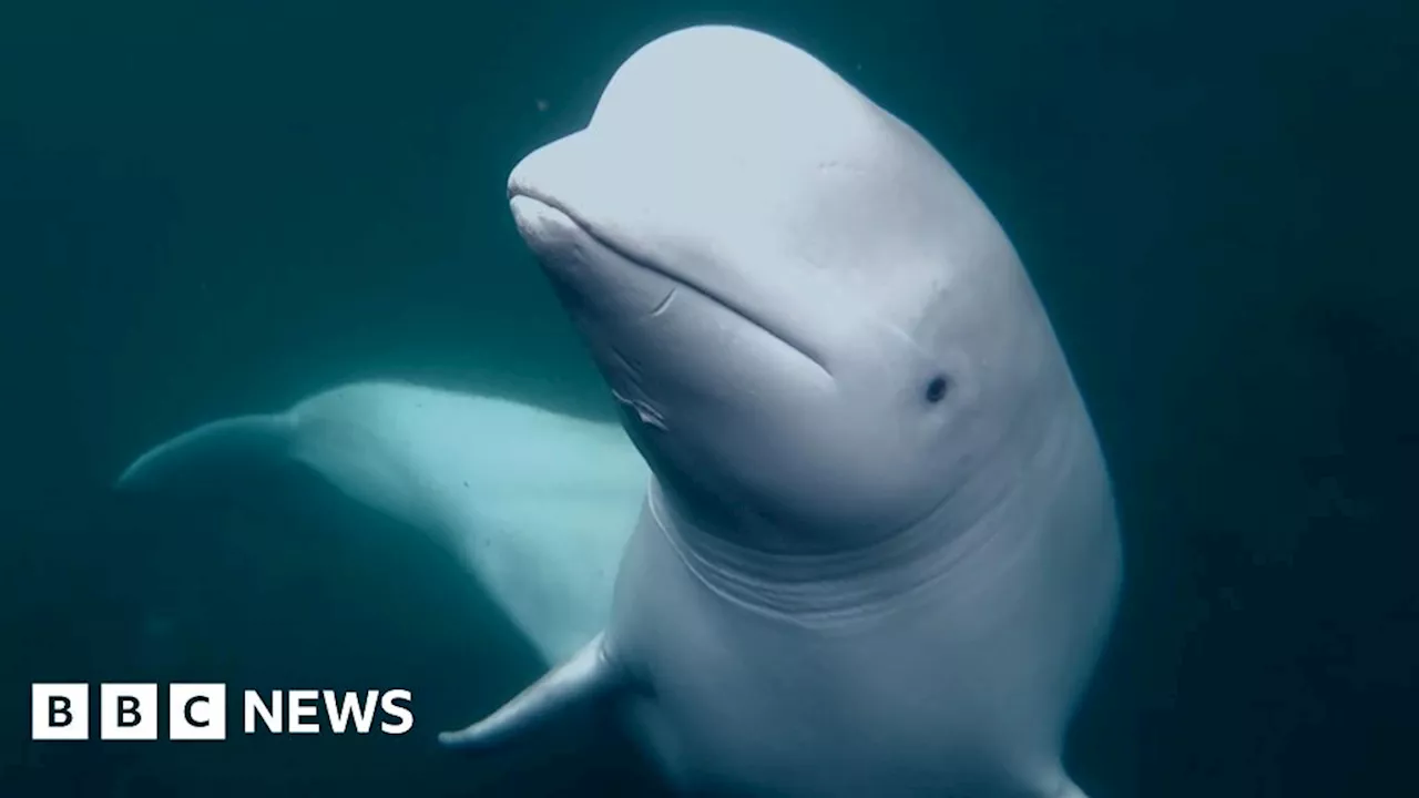 Beluga whale was Russian military asset | United Kingdom