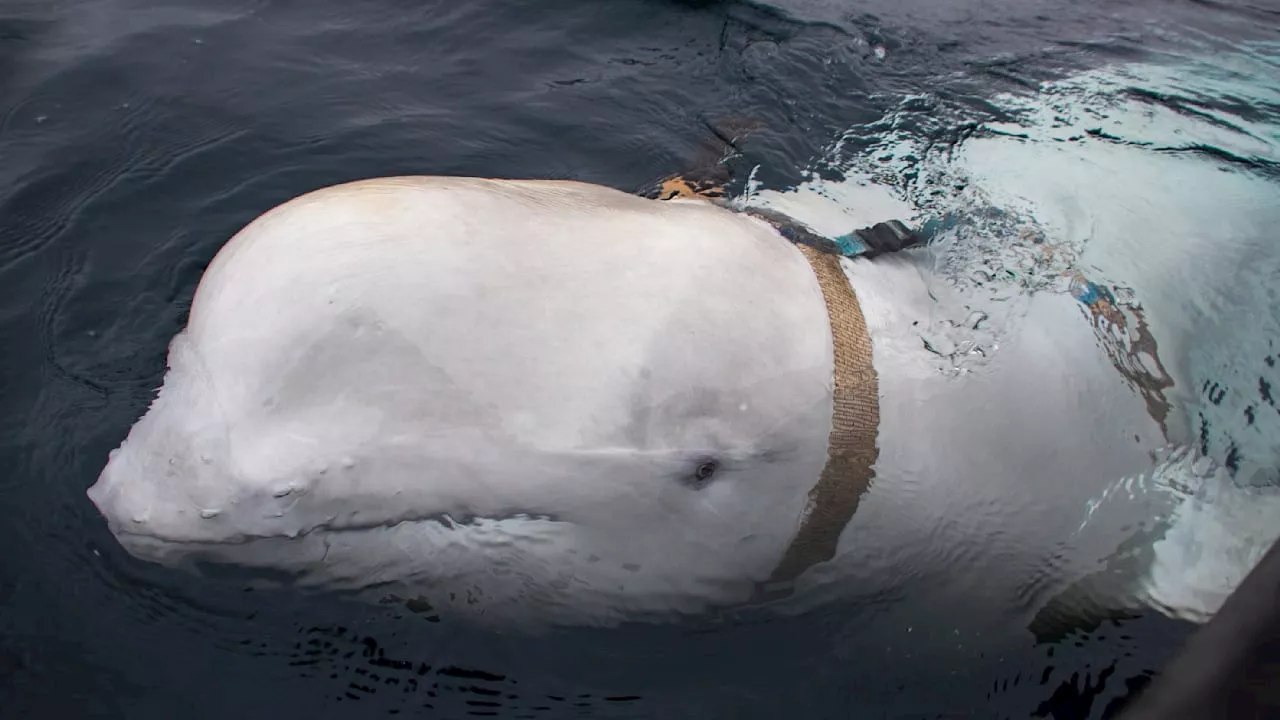 Beluga aus dem Nordmeer: Forscherin löst Rätsel um den Spionage-Wal