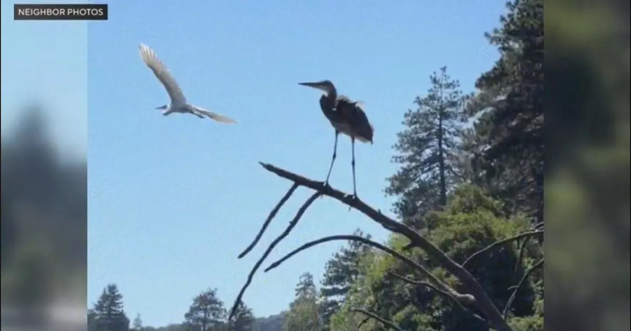 Deputies arrest man for allegedly throwing rocks at bird in San Bernardino Mountains