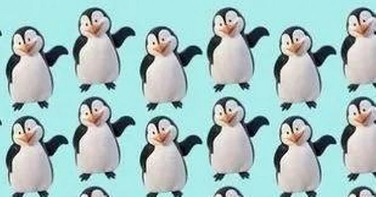 Only people with high IQs can spot the odd penguin in 15 seconds