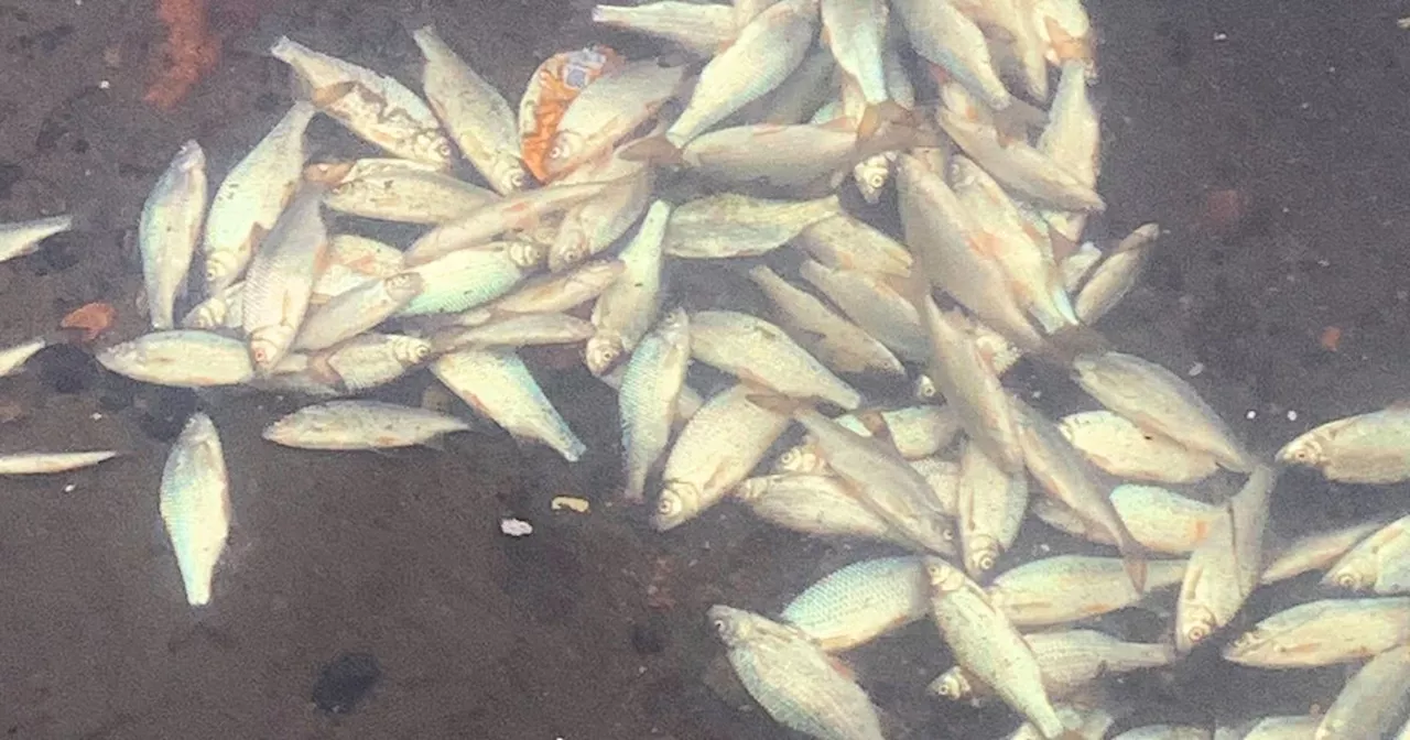 Probe after hundreds of fish die at popular West Lothian beauty spot