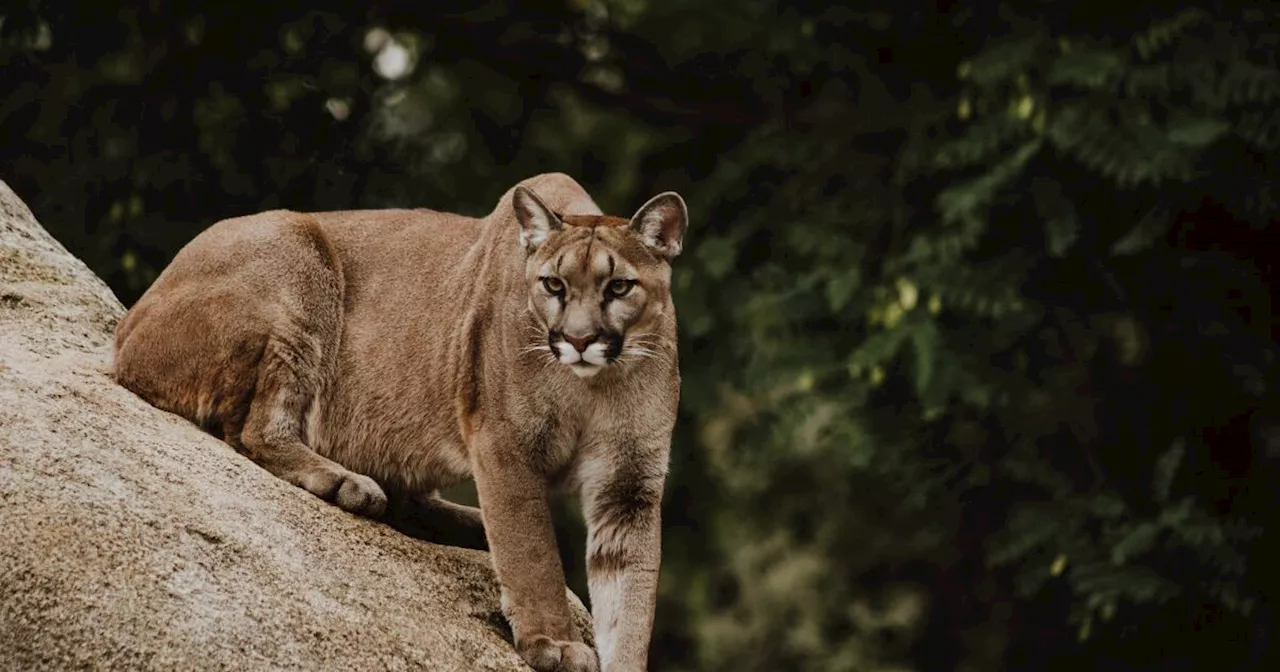 Greeley police officer fatally shoots mountain lion that made its way onto school grounds