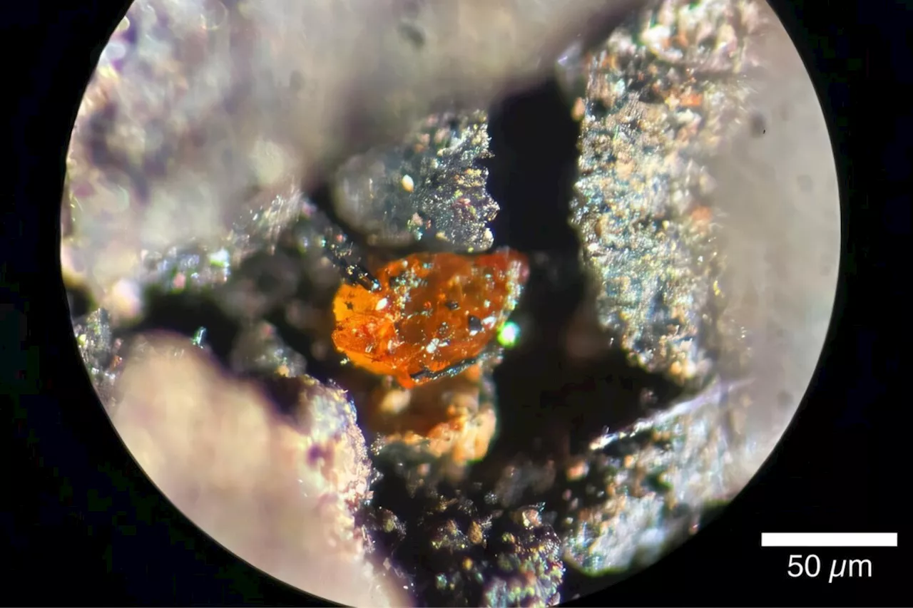 First-Ever Amber Found in Antarctica Unlocks Secrets of Cretaceous Rainforest