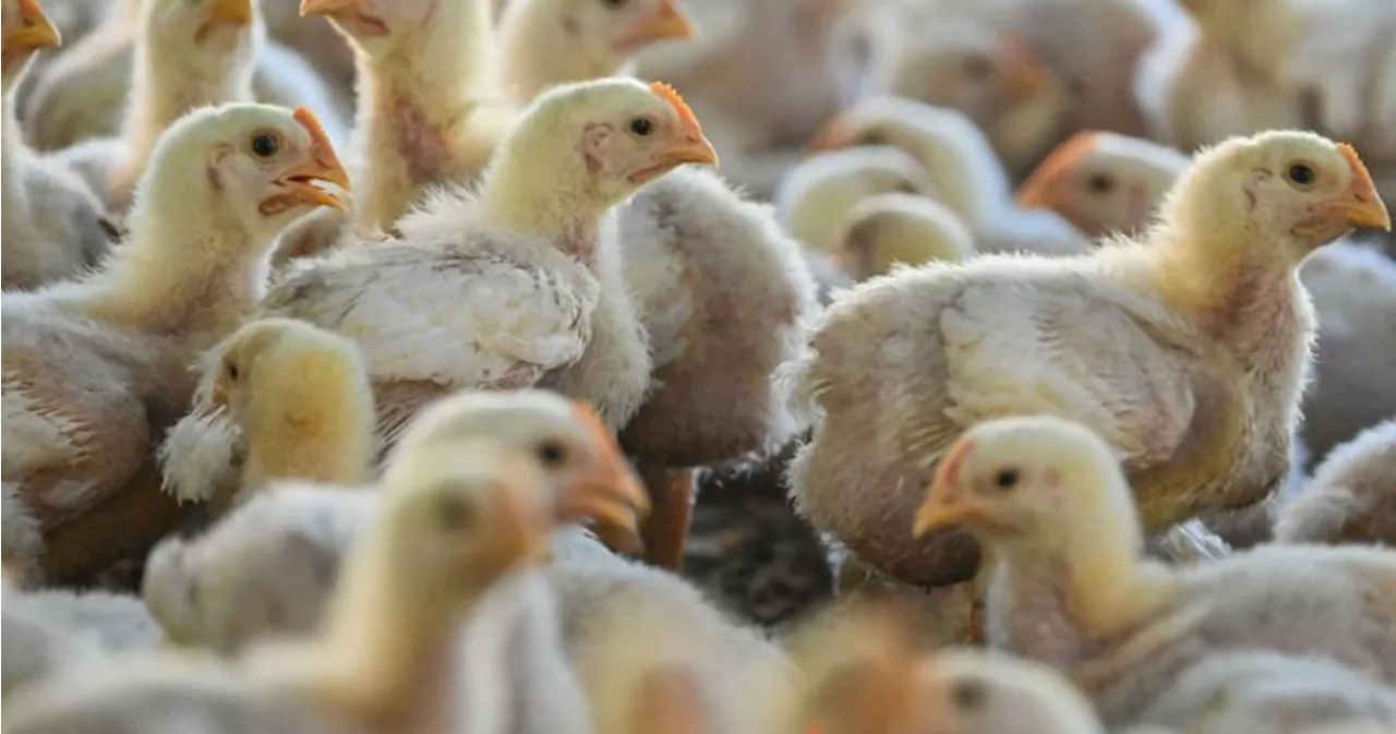 As bird flu emerges in Canada, experts urge preparedness