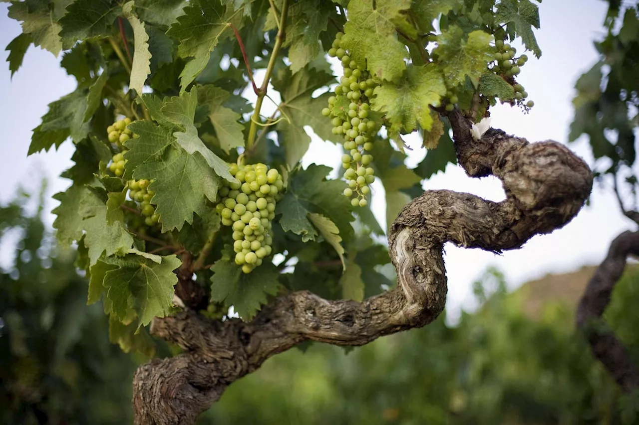 Why are old vines prized by winemakers?