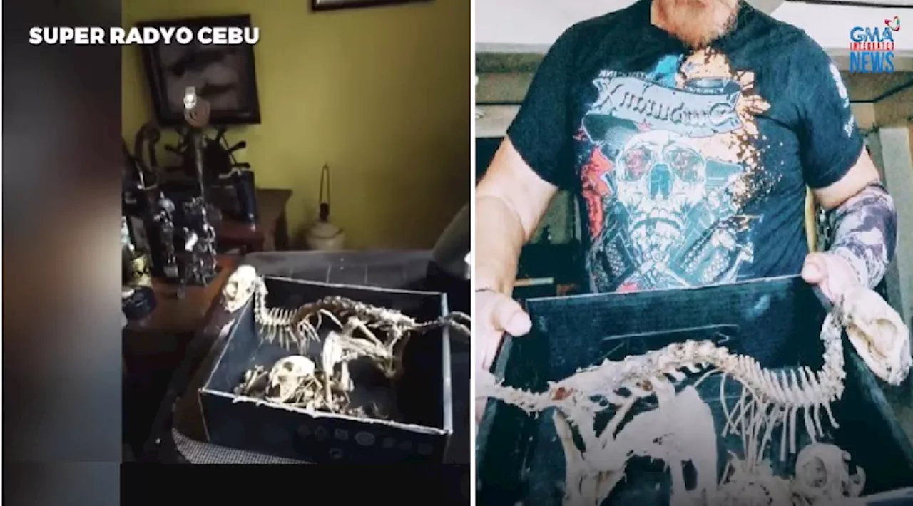 Buto ng 'misteryosong' hayop, nakuha sa kisame ng isang lumang bahay sa Cebu