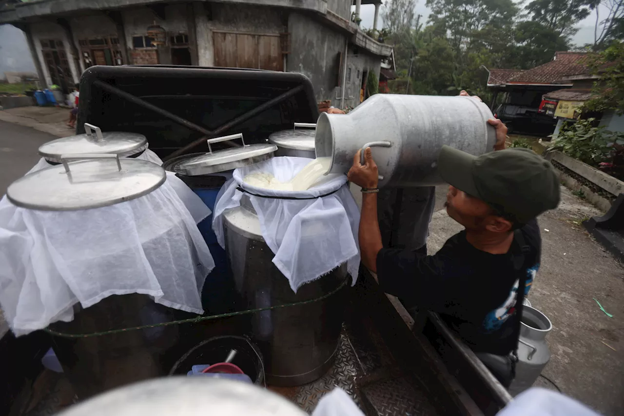 Jangan Biarkan Peternak Menangis di Tengah Agenda Besar Minum Susu Gratis