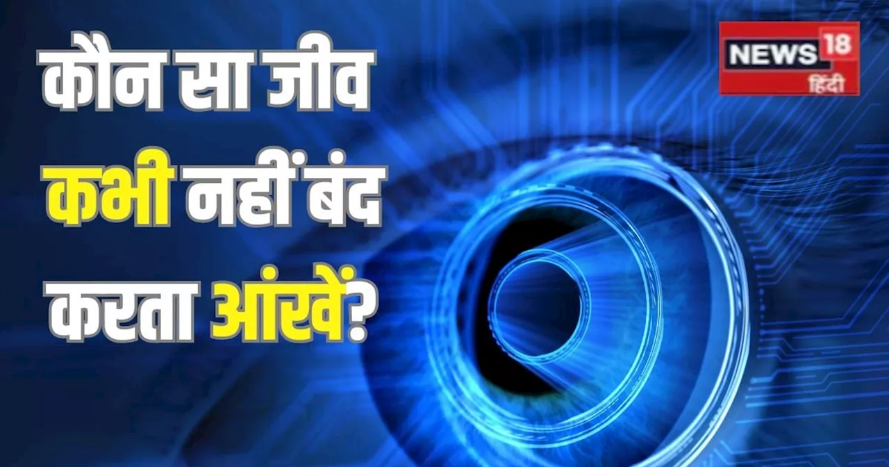 कौन सा जानवर जीवनभर नहीं बंद करता अपनी आंखें? शायद ही जानते होंगे नाम, सुनकर रह जाएंगे हैरान