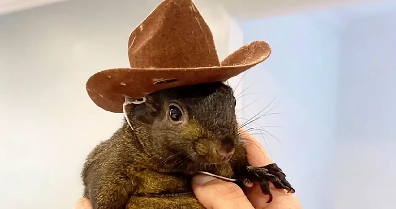 Peanut The Squirrel Tests Negative For Rabies