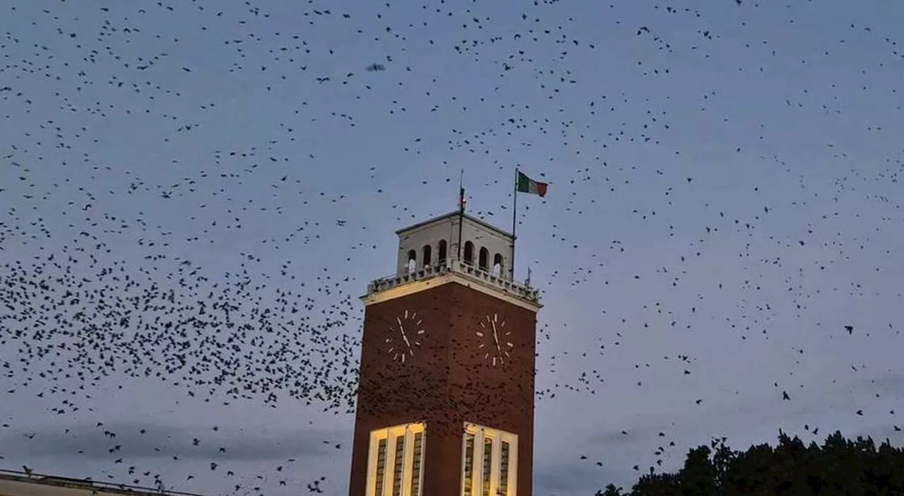 Le danze degli uccelli incantano i pescaresi