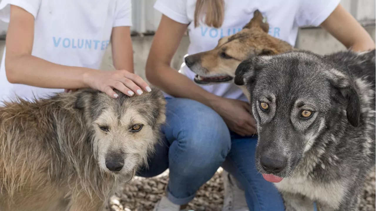 Se buscan voluntarios en Huelva para acoger a 46 perros durante un mes