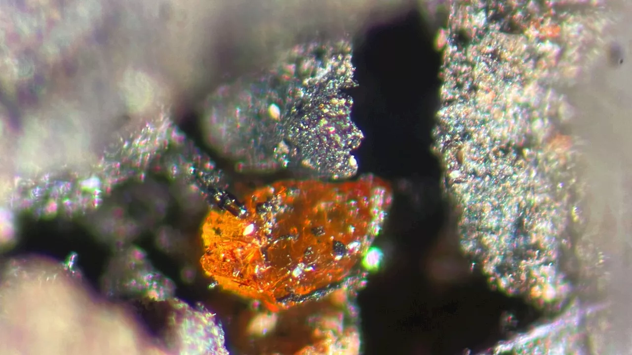 90-million-year-old amber discovered in Antarctica reveals secrets of ancient forest