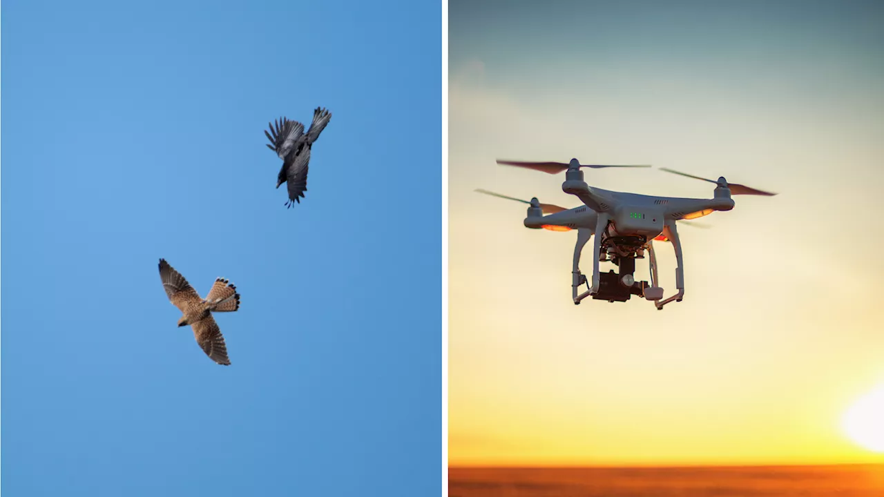 Zombie duck drones developed from dead birds for wildlife observation in US