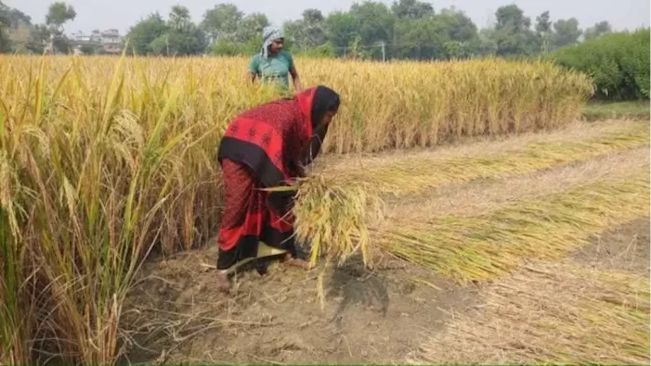 Bihar Farming: धान की कटनी शुरू, आधुनिक यंत्रों से फसल अवशेष को खाद में परिवर्तित करेंगे किसान; ये है तैयारी