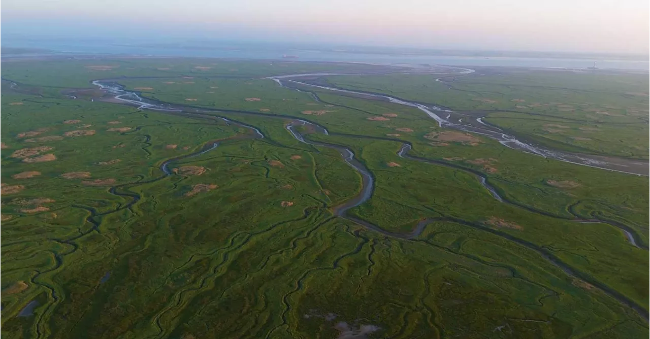 Hoe Vlaamse oernatuur ons tegen het stijgende zeewater beschermt