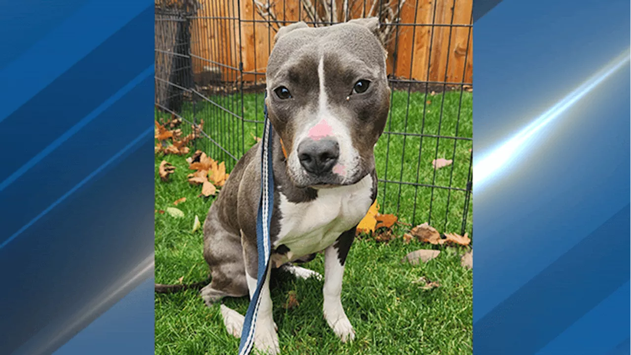 Seattle man accused of animal cruelty released from King County jail