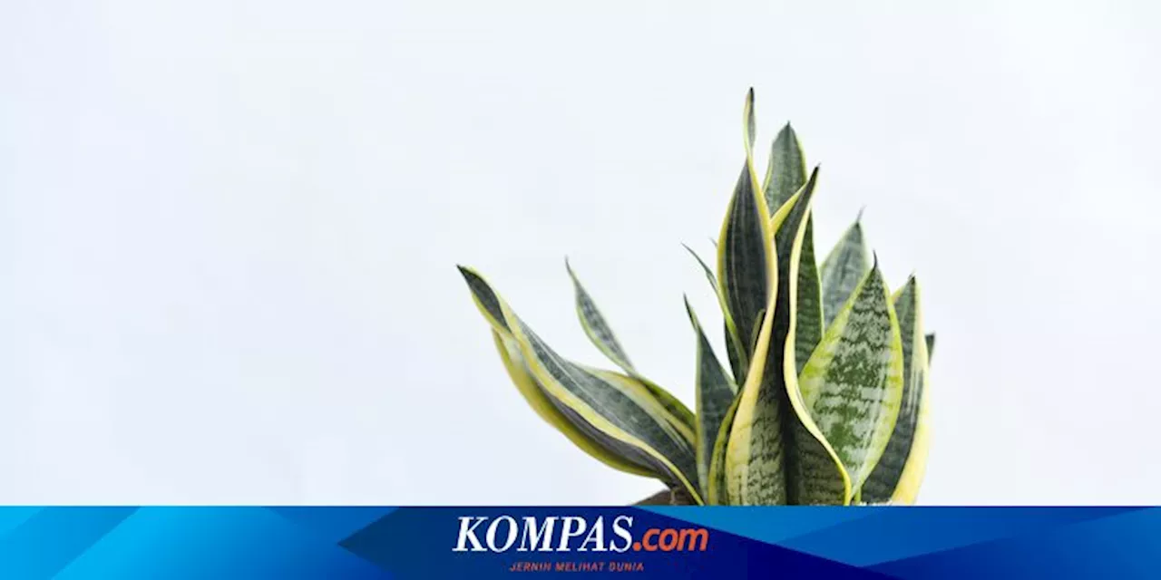 6 Kesalahan Merawat Tanaman Lidah Mertua yang Harus Dihindari