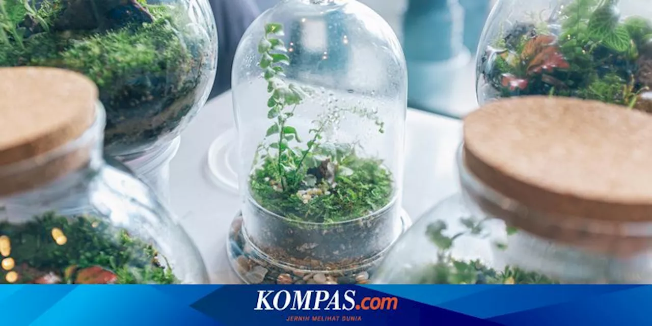 7 Tanaman Hias Cantik yang Cocok untuk Terarium