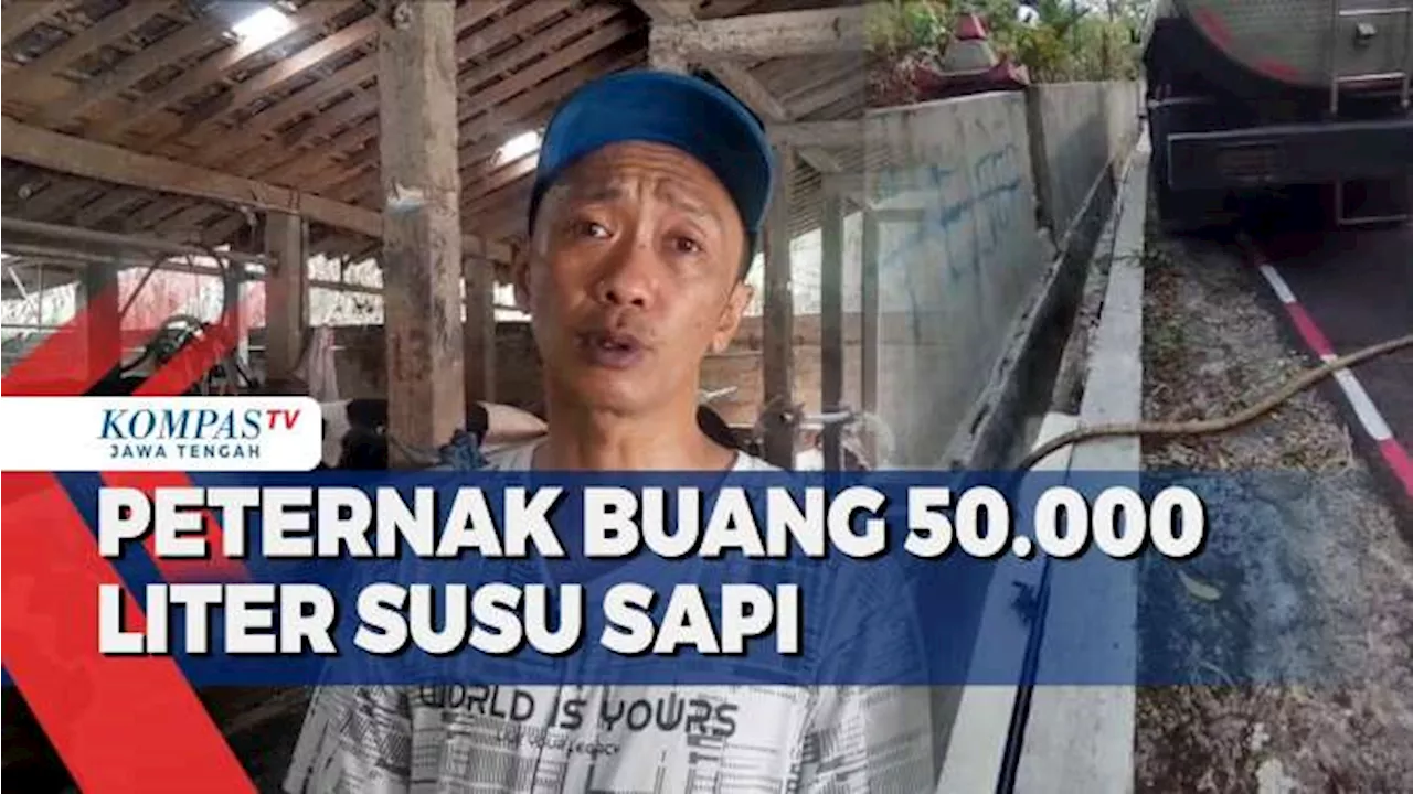 Peternak di Boyolali Buang 50.000 Liter Susu Sapi