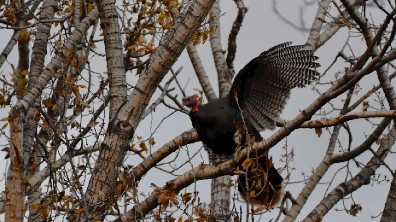 Gobbling up a storm: Hundreds of wild turkeys flocking to East Idaho before Thanksgiving