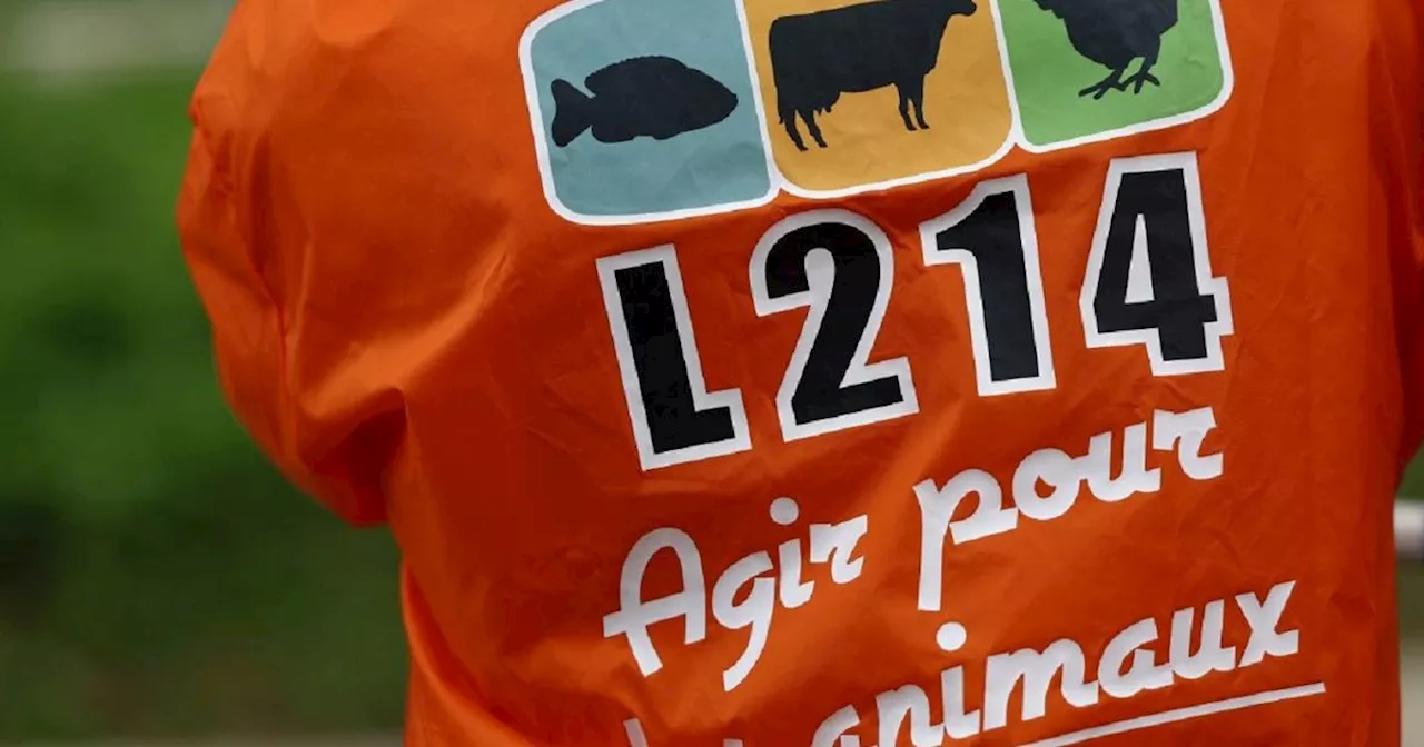 Savoie: un abattoir suspendu après une plainte de L214 pour «actes de cruauté»