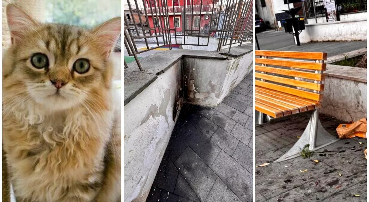 Gatto bruciato vivo in centro a Sant'Antonio Abate. La sindaca: «Chi sa parli», ricompensa di 3.500 euro a chi