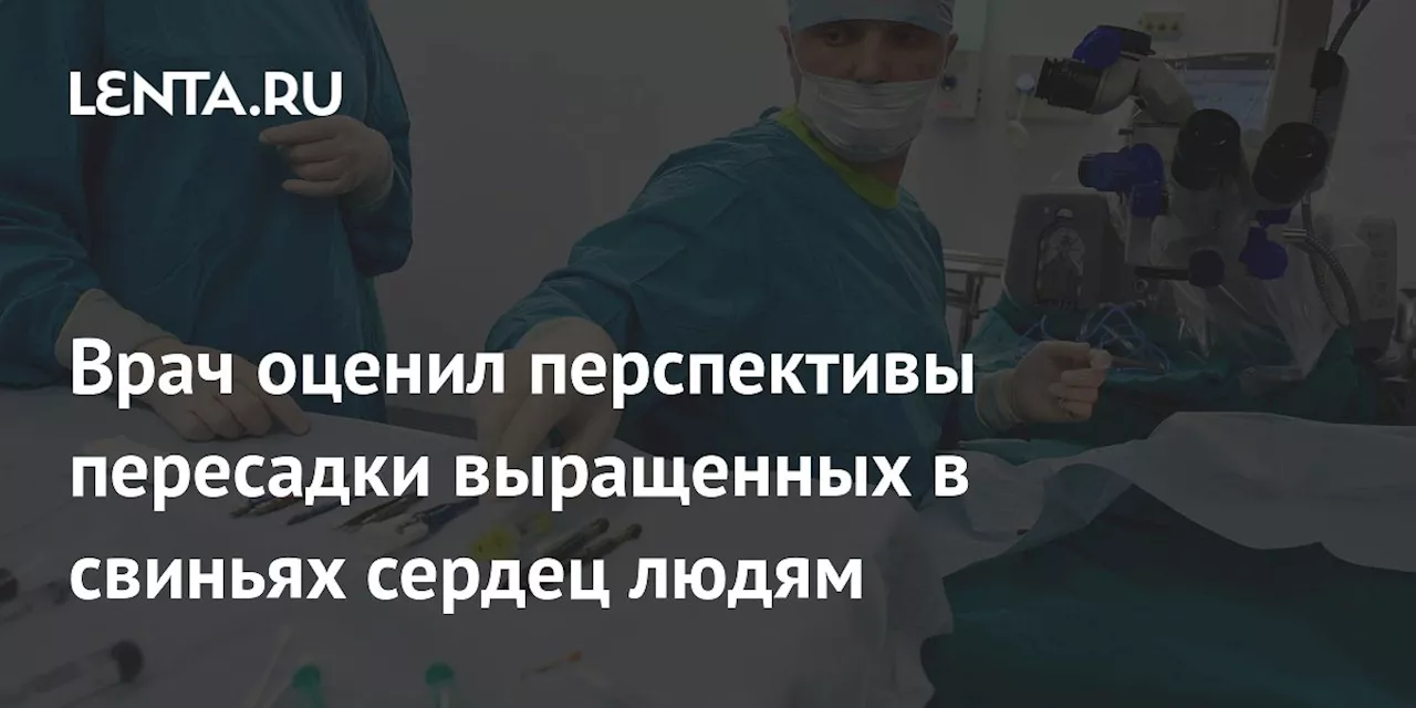 Врач оценил перспективы пересадки выращенных в свиньях сердец людям