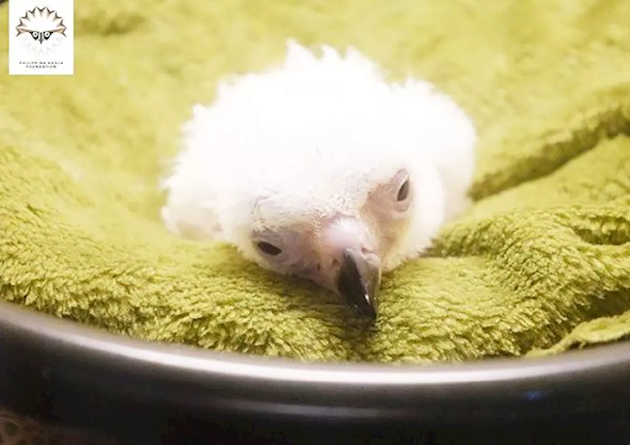 Welcome to the world: Philippine Eagle chick hatches in Davao City sanctuary