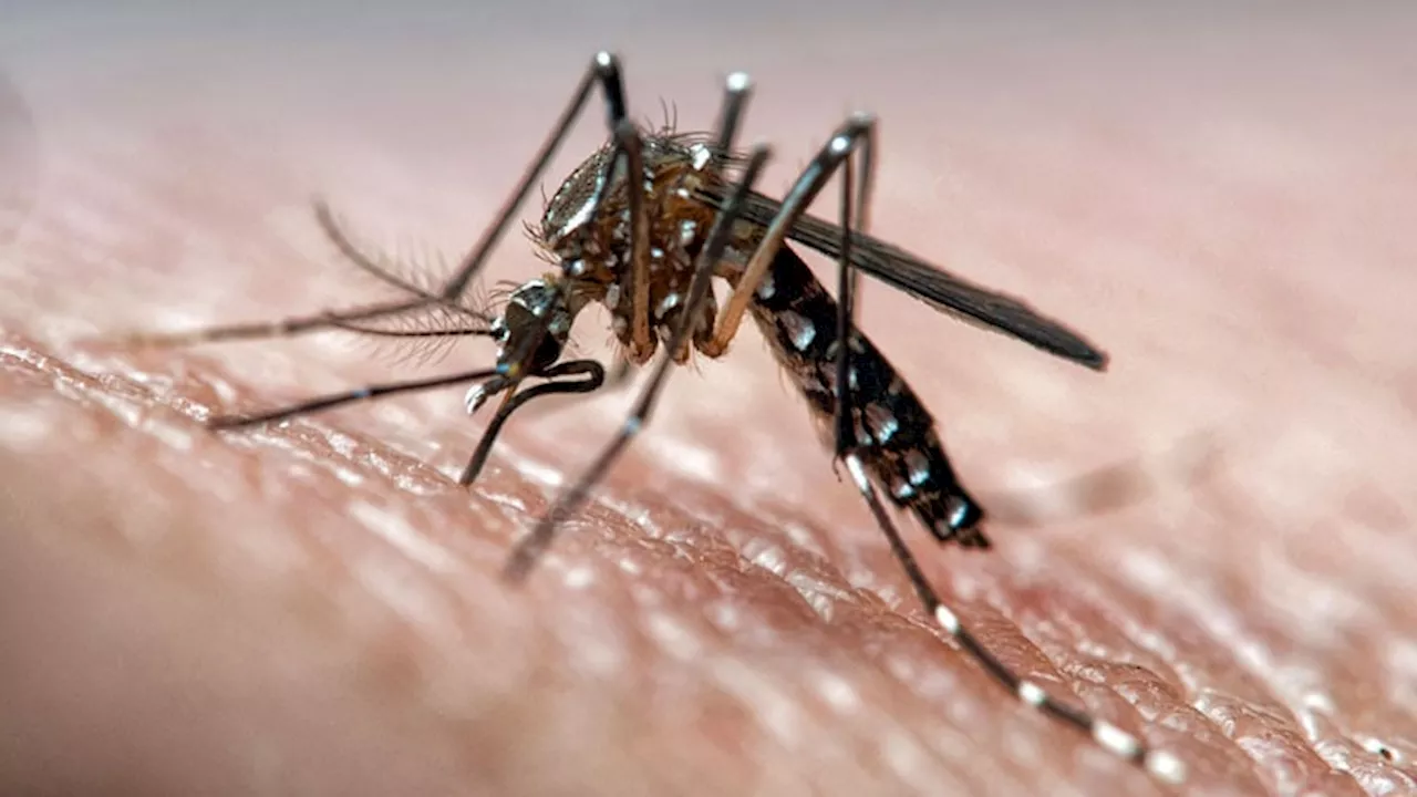 Calif Dengue Cases Prompt Swift Public Health Response