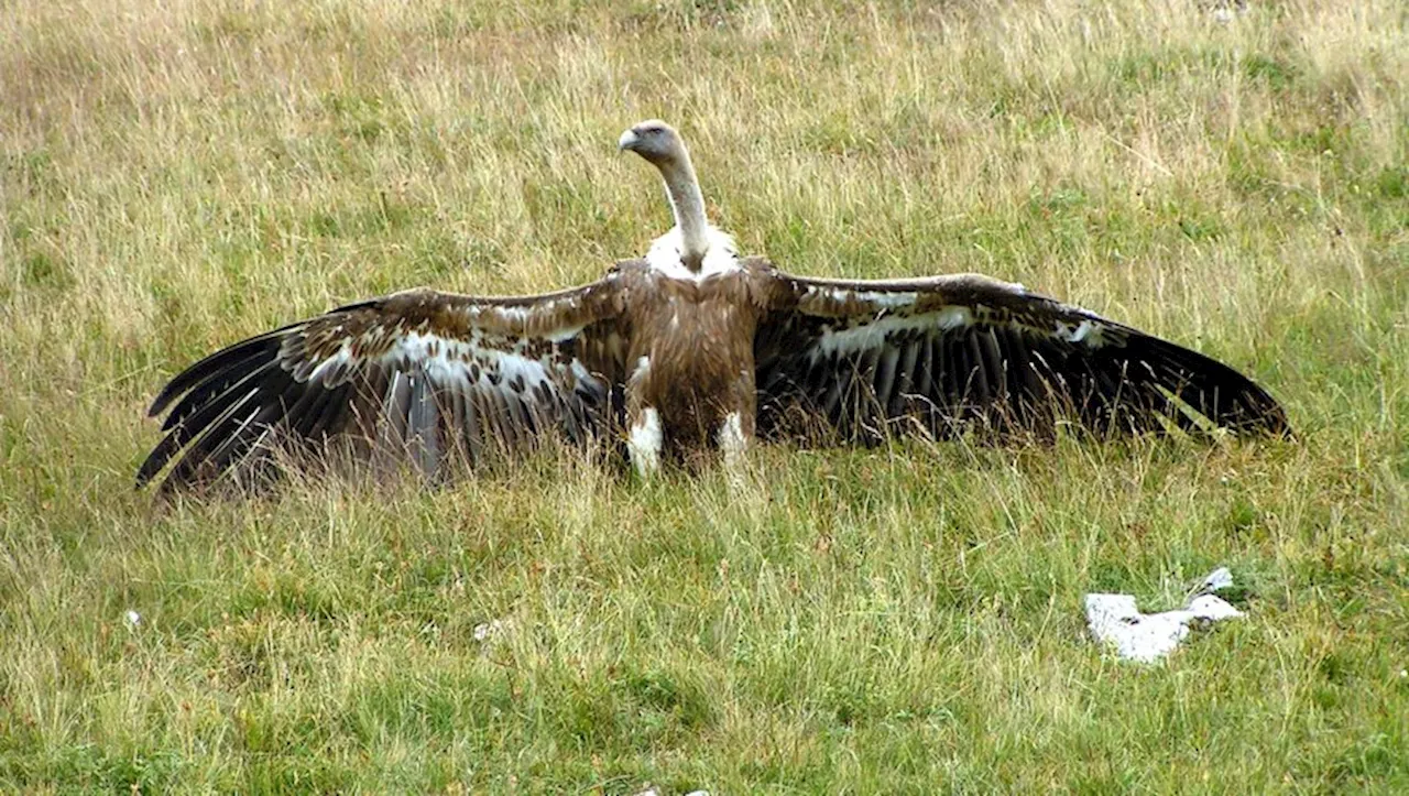 Pour 'répondre aux préoccupations croissantes des éleveurs', la préfecture de l’Aveyron autorise les tirs d’ef