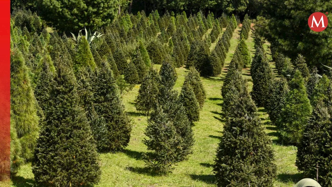 Bosque de Árboles de Navidad en Amecameca: así puedes llegar desde la CdMx