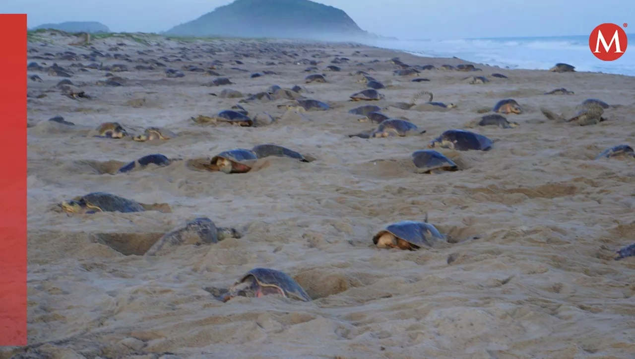 Conanp reporta más de 291 mil tortugas golfinas en Santuario Playa Morro Ayuta en Oaxaca