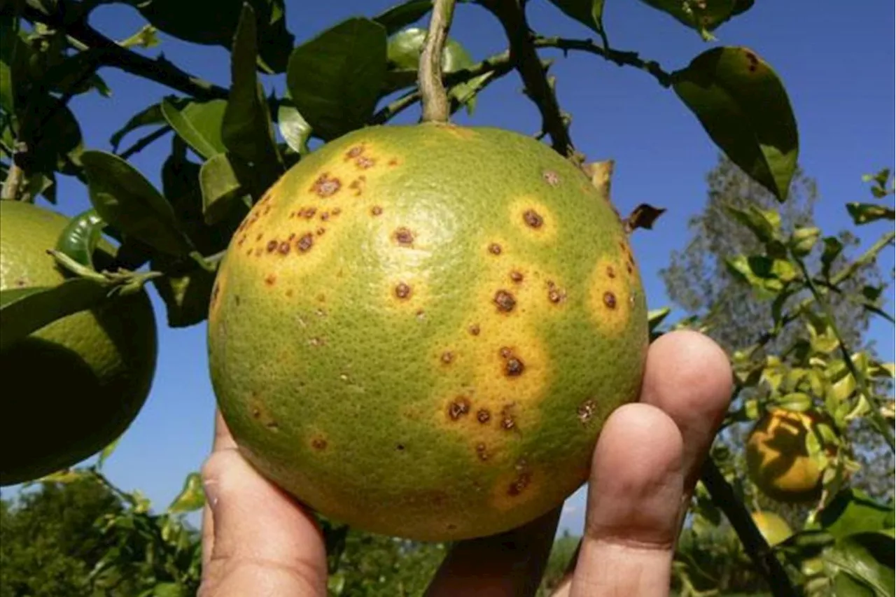 'Está matando a los arbolitos': Plaga invade los cultivos de cítricos en Hidalgo