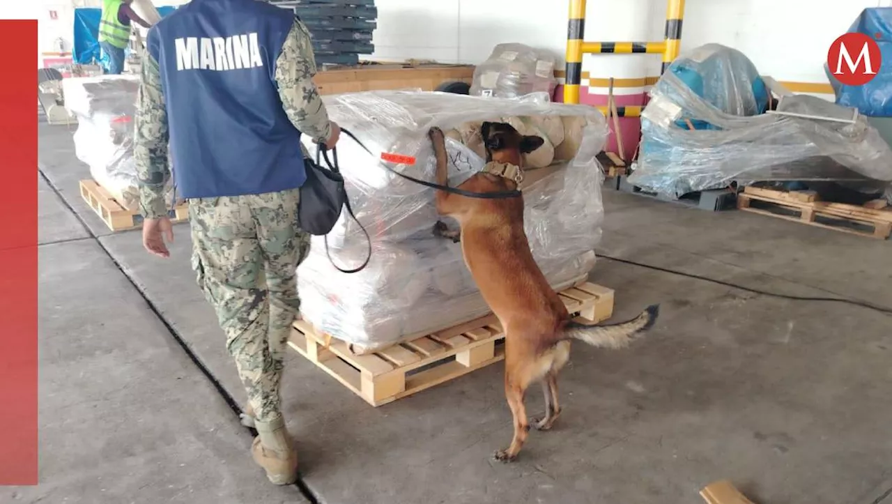 Semar asegura más 700 kilos de mariguana en Veracruz; estaban escondidos en rollos de tela