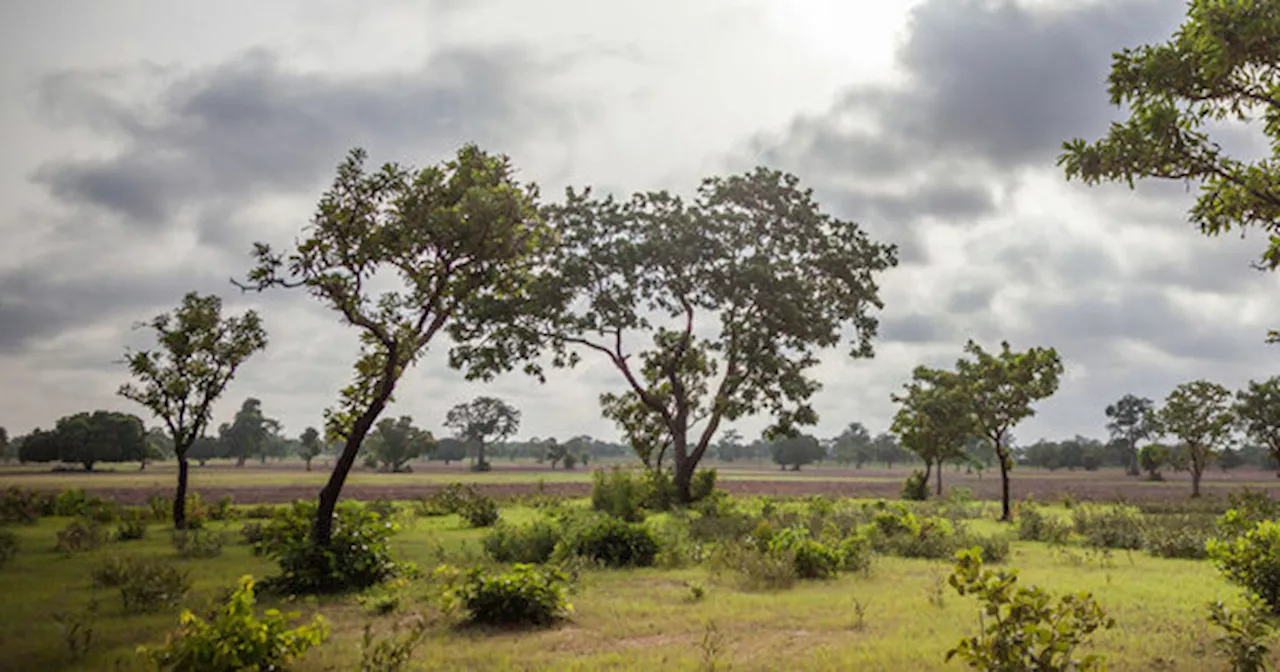 Turaco makes another gold discovery in Cote d'Ivoire