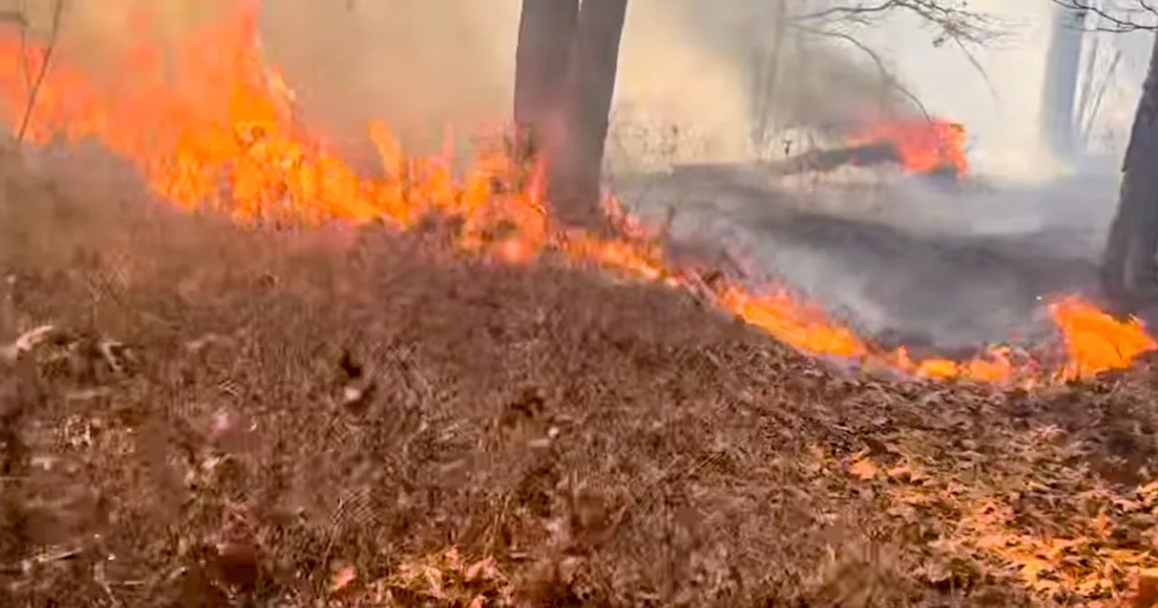 New York firefighter accused of intentionally setting brush fire on Long Island