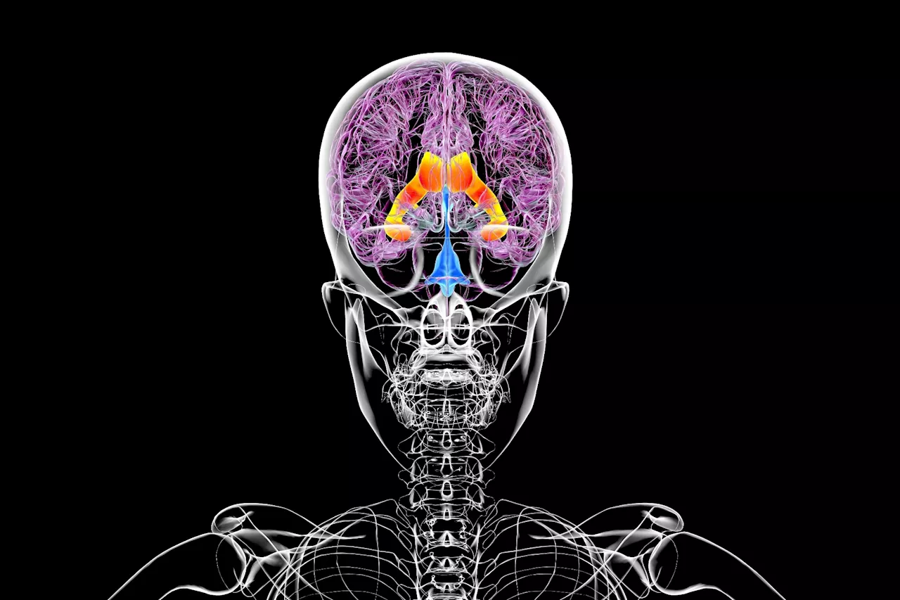 Scientists uncover cerebrospinal fluid markers for Alzheimer's detection and treatment