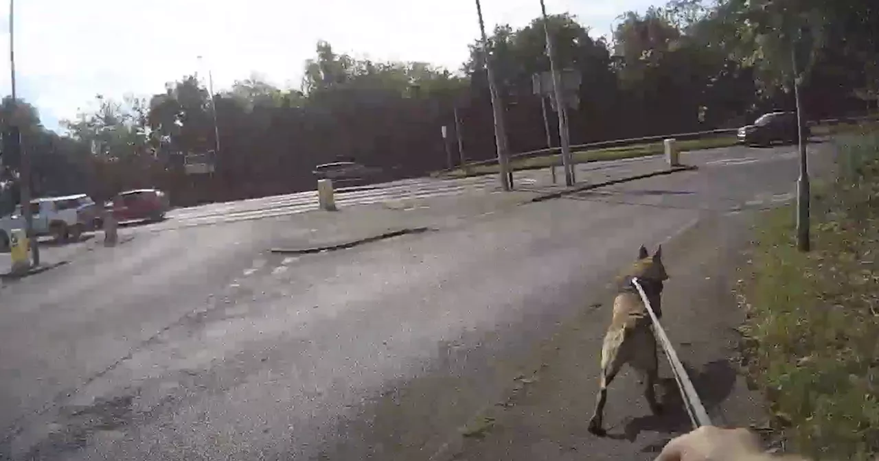 Video shows police dog sniff out criminal in bush after he fled from police