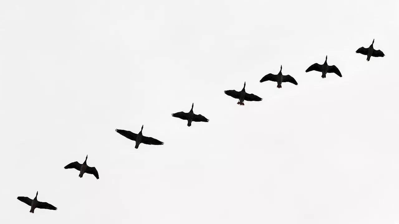 Berlin & Brandenburg: Vogelgrippe bei Graugans in Berlin nachgewiesen