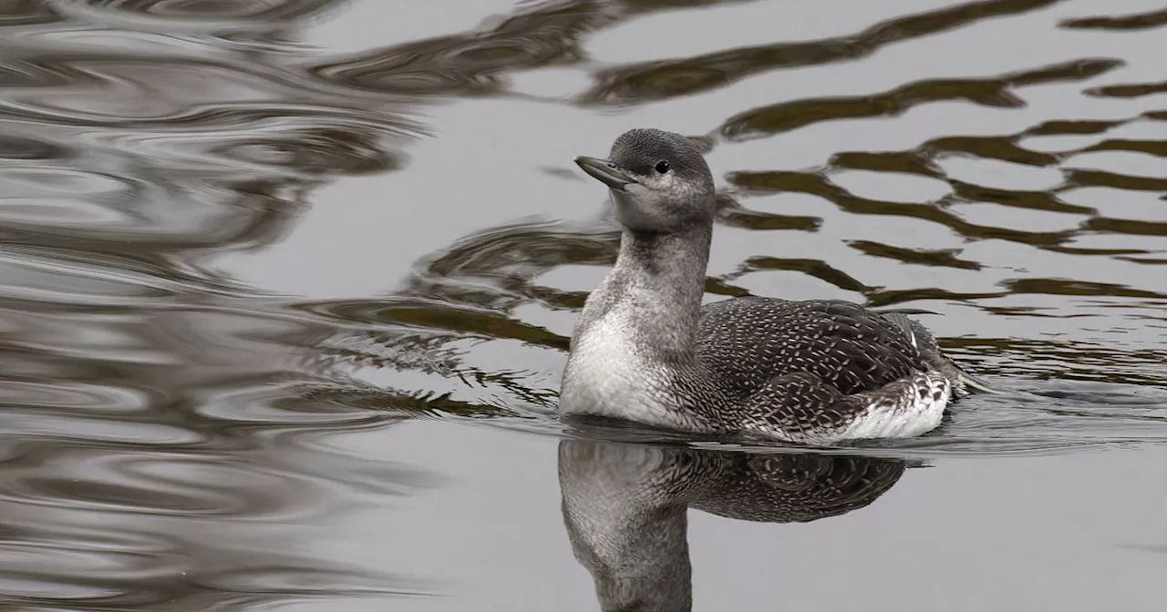 Besondere Sichtung in Bielefeld: Superseltener Vogel macht Halt am Obersee