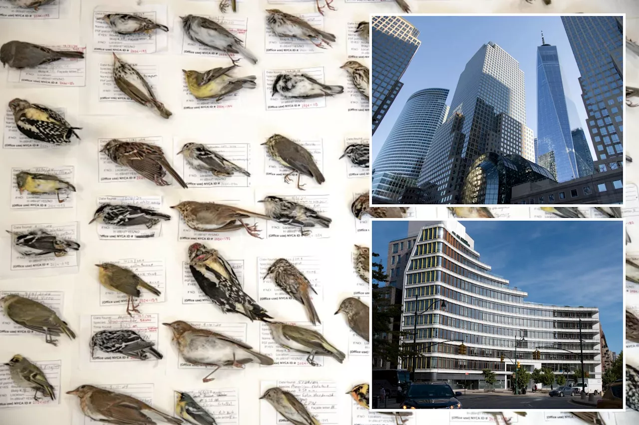 Birds are dying by smashing into NYC skyscrapers in record numbers -- here's potentially why