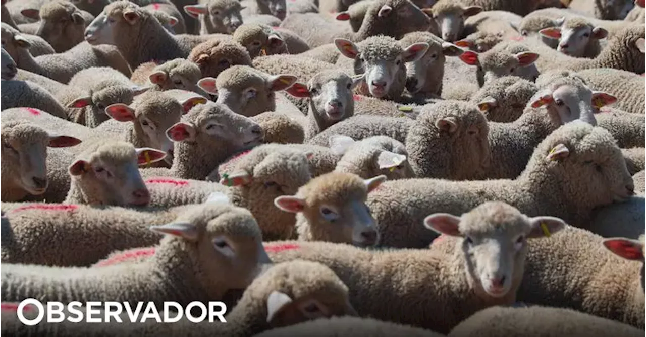 Tábua adota medidas para monitorizar e prevenir a doença da língua azul