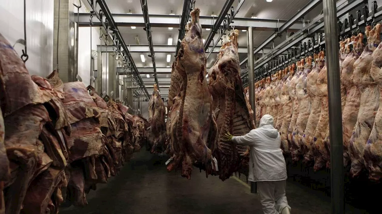 Un abattoir suspendu en Savoie après une plainte de L214 pour « actes de cruauté »