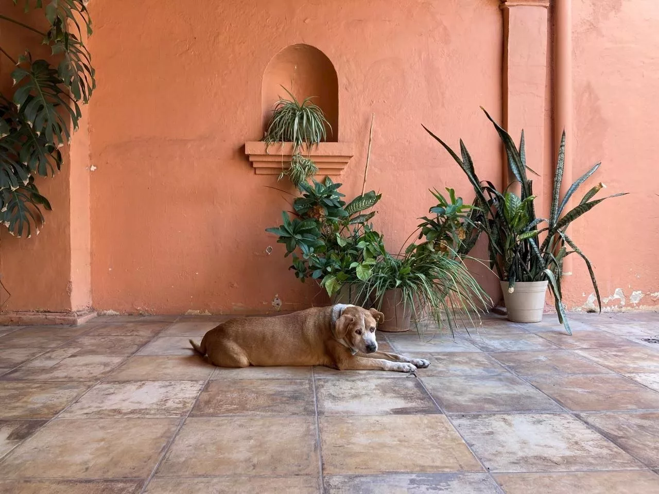 Despiden a ‘Choco’, el noble perrito que conquistó el corazón de San Juan de Dios en León