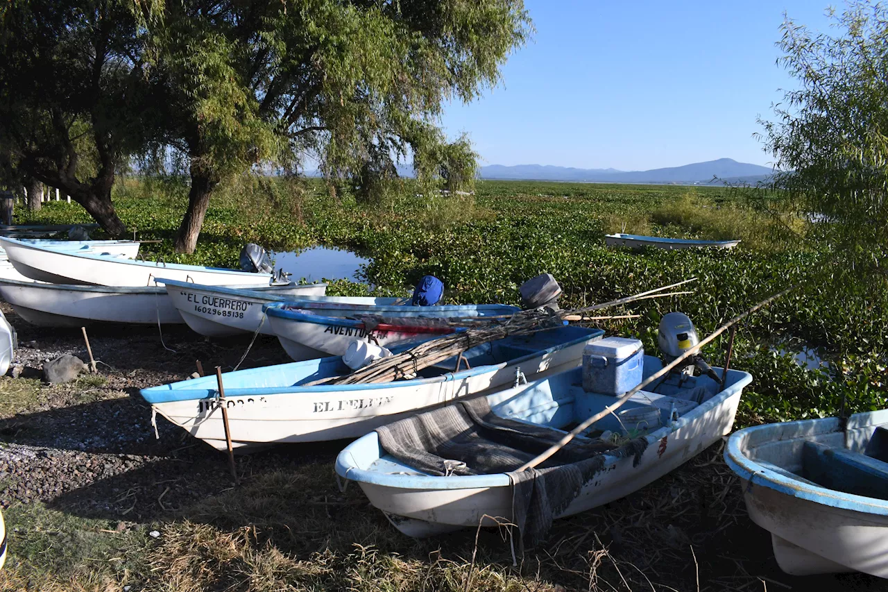 Pescadores urgen eliminar lirio en la Laguna de Yuriria: “se acaba de recuperar”