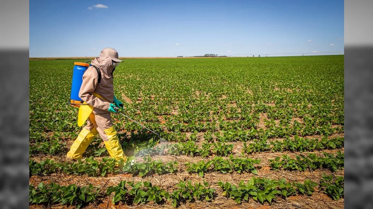 Saiba como o Brasil quer uma lei para reduzir o uso de agrotóxicos químicos nas lavouras