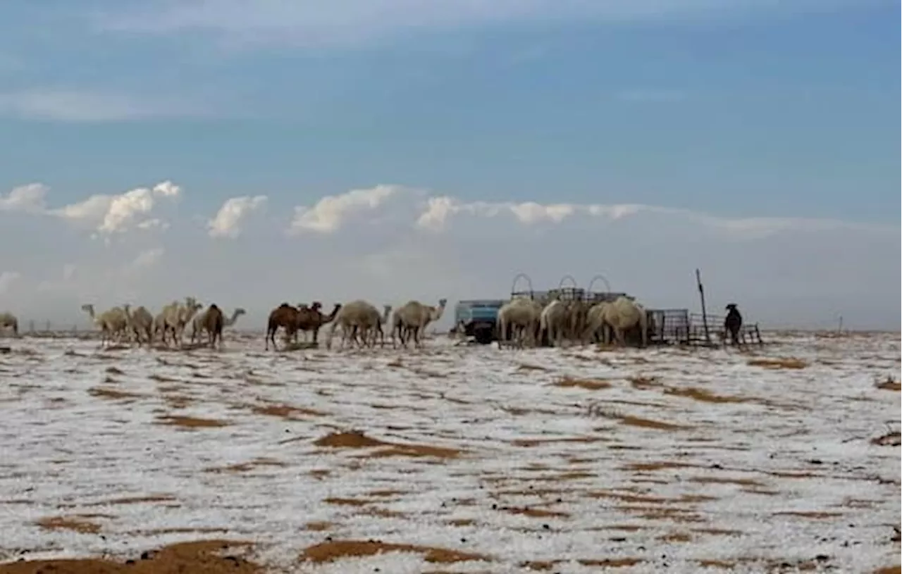 Nevicata storica in Arabia Saudita: dune e cammelli coperti di bianco. VIDEO