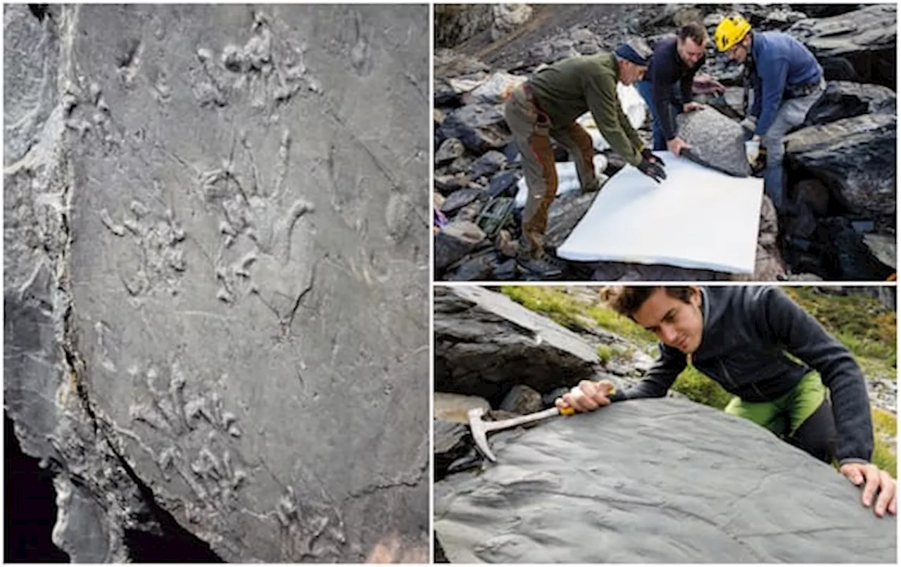 Un ecosistema preistorico fossilizzato in Valtellina, la scoperta a 3.000 metri di quota